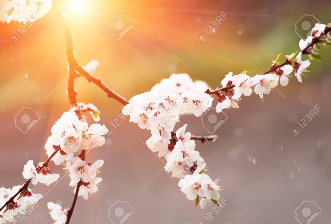 最後の雪が春の杏の花樹木に覆われています の写真素材 画像素材 Image