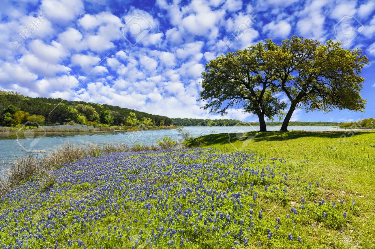 Scenic Texas Hill Country Landscape With Blooming Bluebonnets Stock Photo Picture And Royalty Free Image Image 110299555