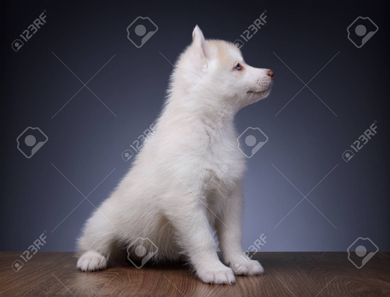 シベリアン ハスキーの子犬ちゃん の写真素材 画像素材 Image