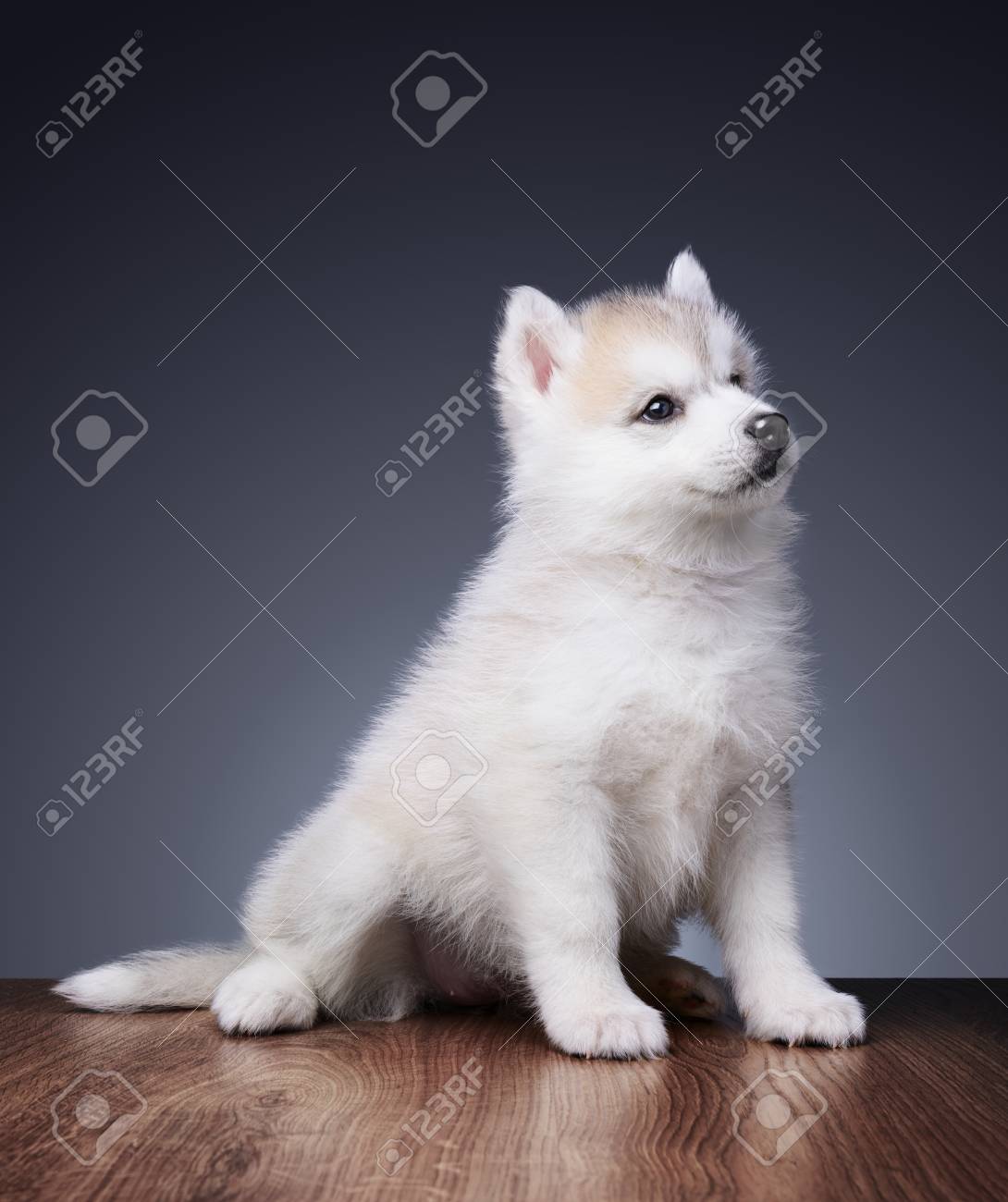 シベリアン ハスキーの子犬ちゃん の写真素材 画像素材 Image