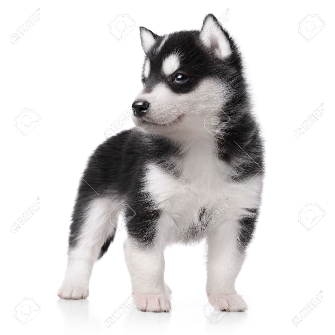 little husky dog breed