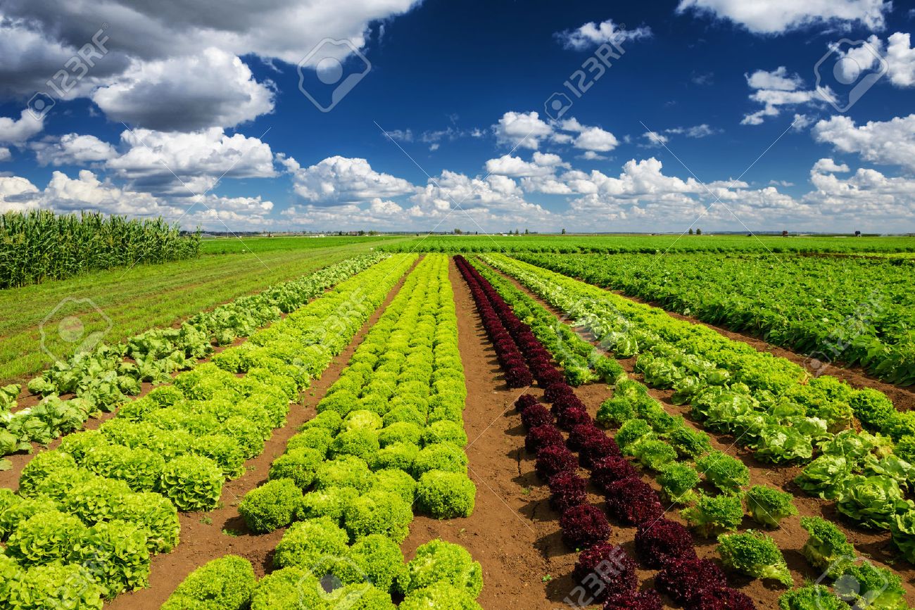 Agricultural industry. Growing salad lettuce on field - 48624028 Agricultural industry. Growing salad lettuce on field - 48624028