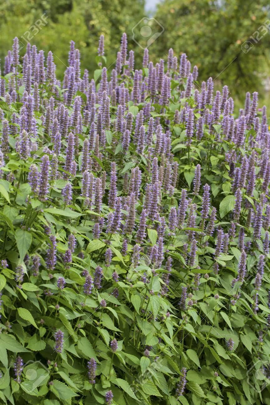 167円 破格値下げ アニスヒソップ 種 75粒