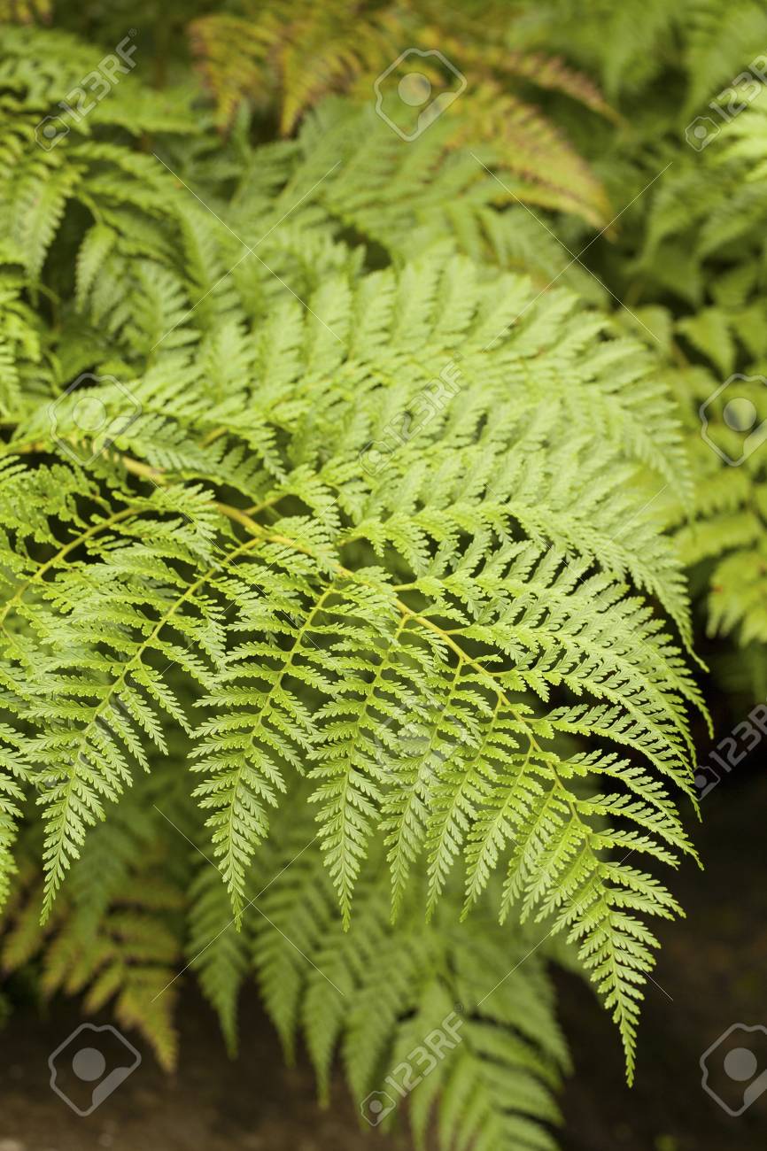 木生シダ オーストラリア ニュージーランド の写真素材 画像素材 Image