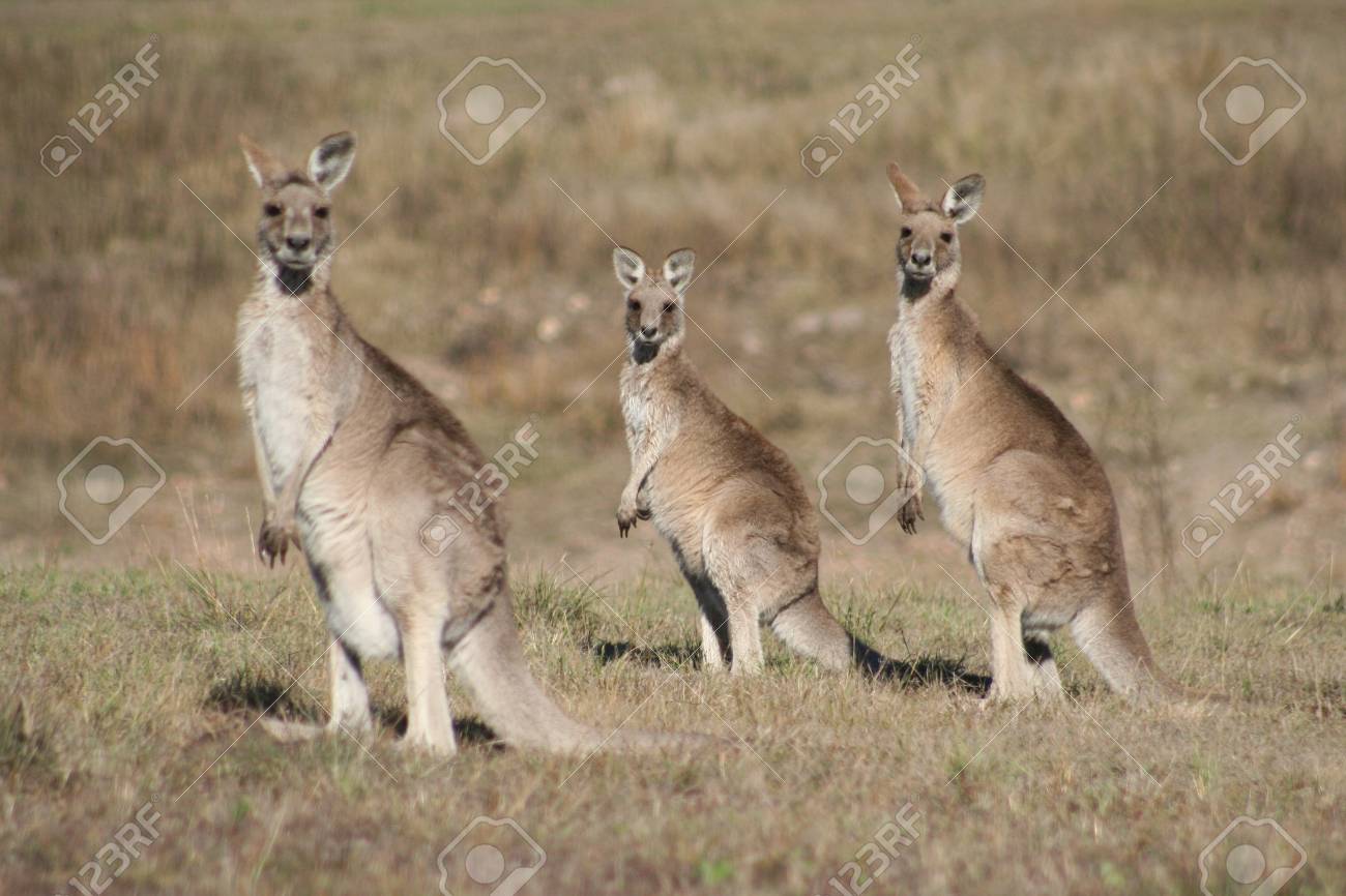 カンガルー親子の写真素材・画像素材 Image 19638085
