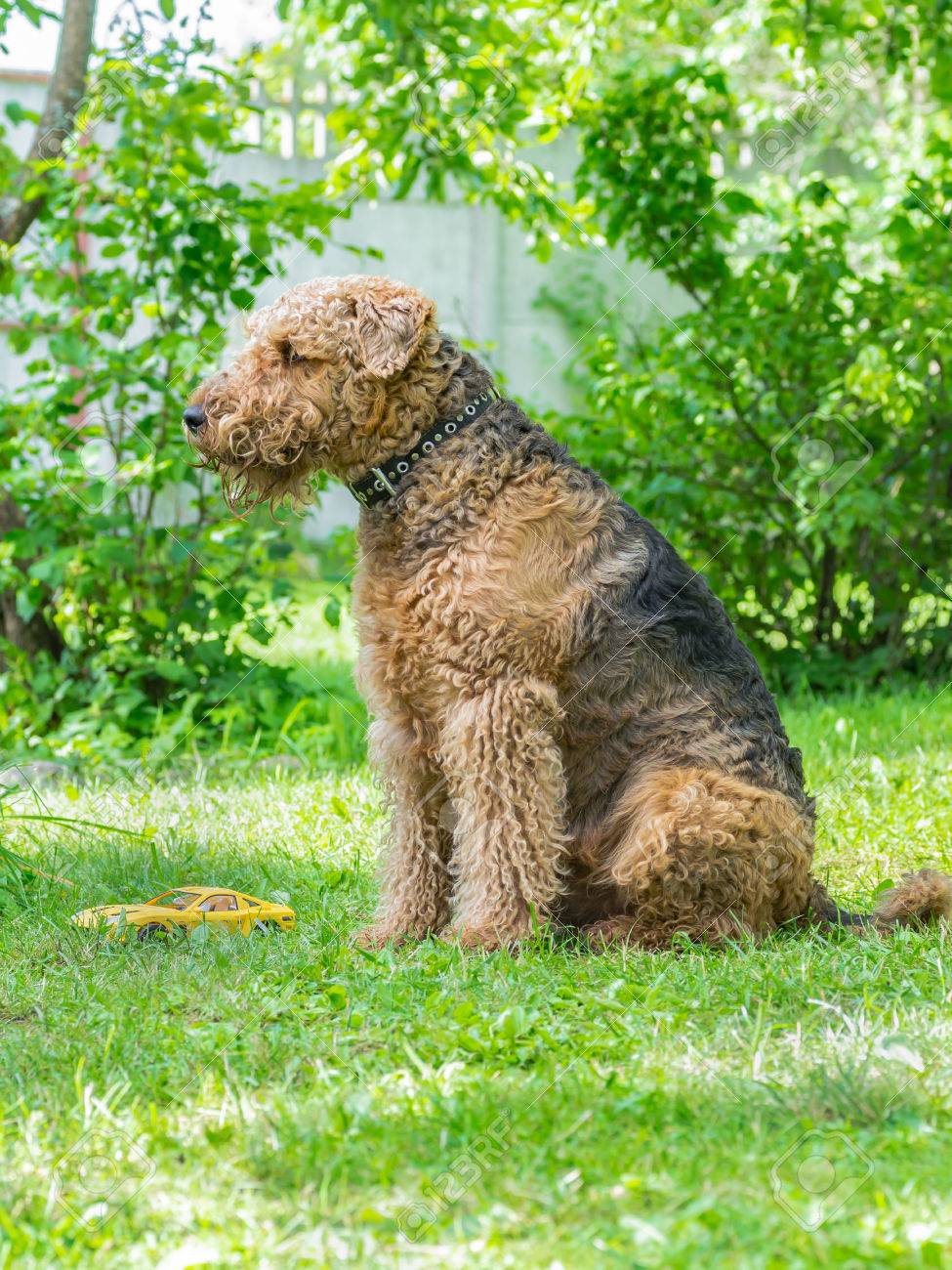 is sausage bad for dogs