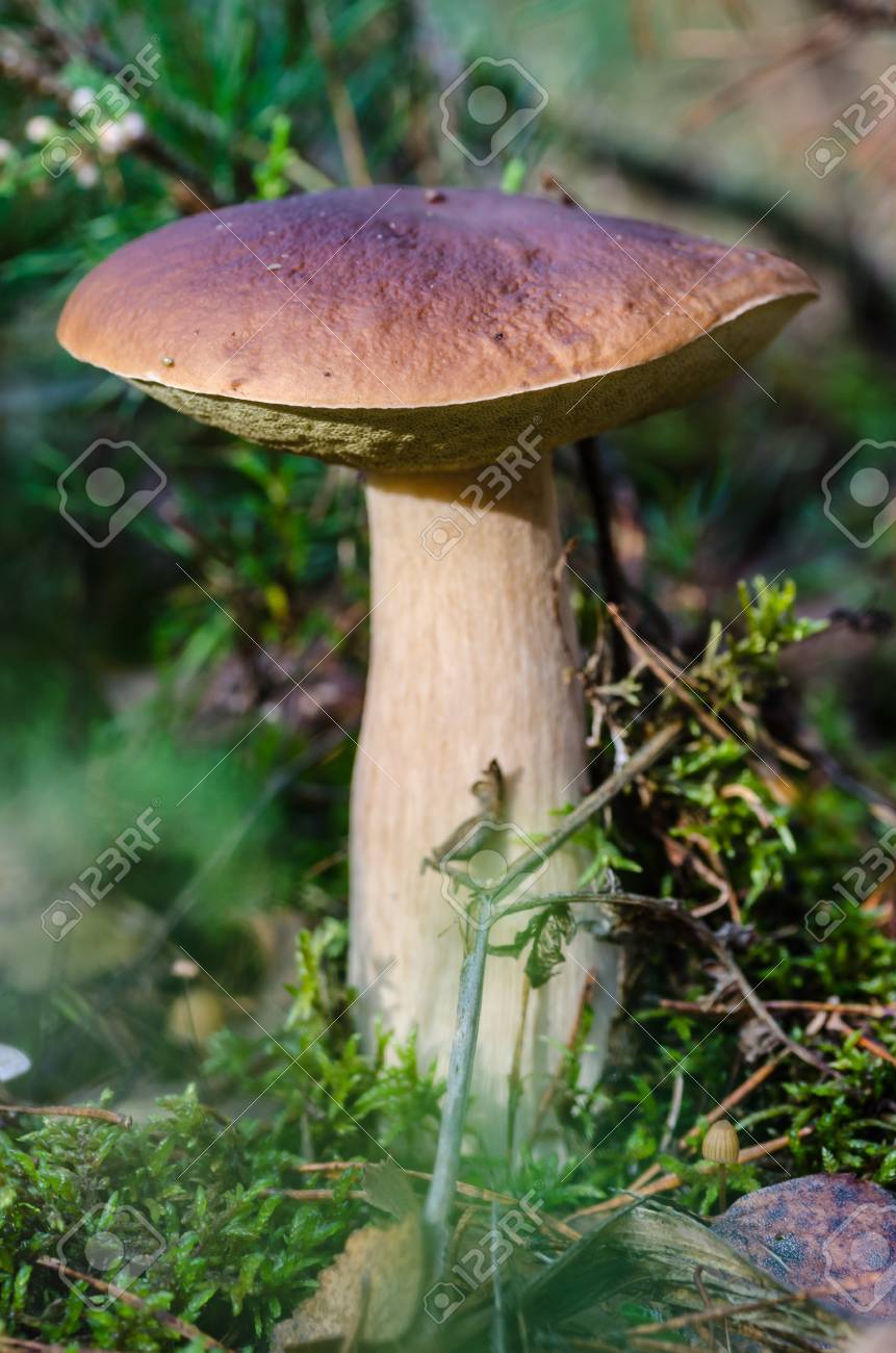 Beau Champignon Pousse Dans La Forêt De Fée Dautomne Parmi Les Arbres De Mousse Dherbe Et De Feuilles -