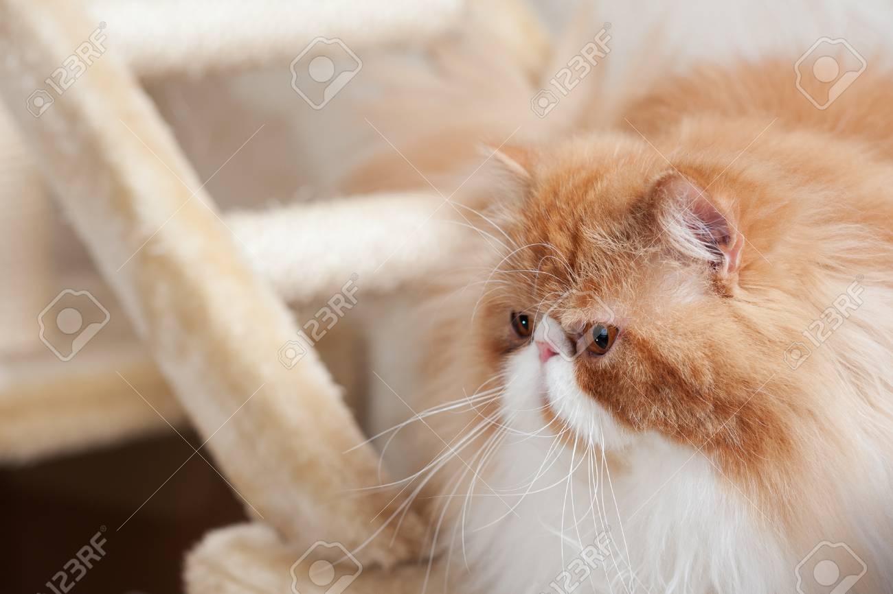 Cat Colors Orange Tabby Persian Orange White Long Hair Bi-color Traditional  Stock Photo 420346537, image size:1300x866