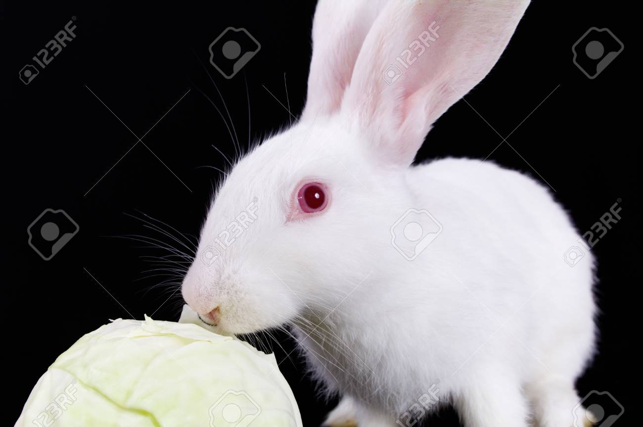 白ウサギとキャベツ 低被写し界深度 の写真素材 画像素材 Image