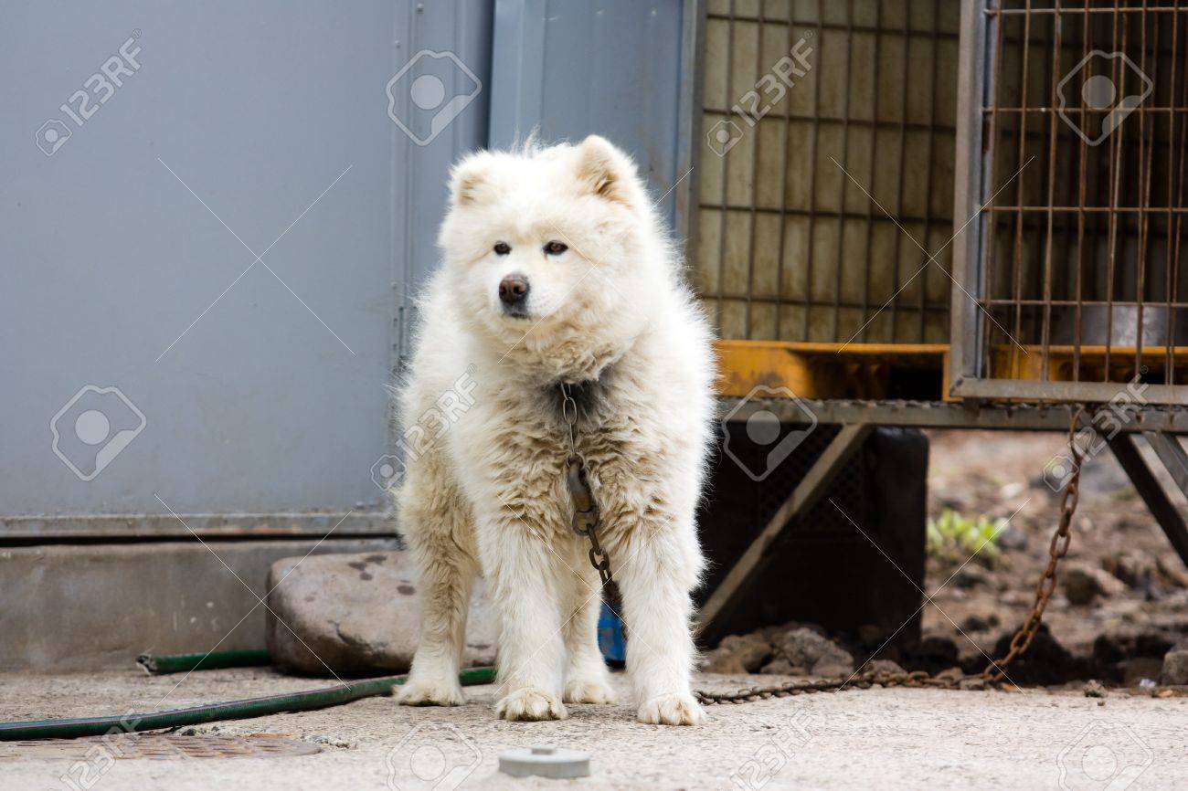 韓国で白い犬 の写真素材 画像素材 Image