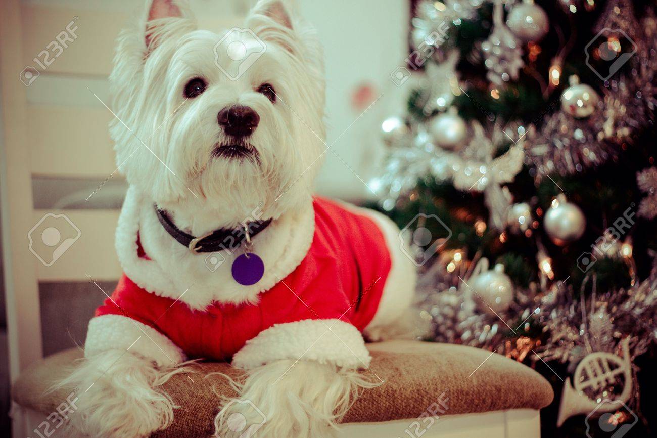 クリスマス ツリーの背景色をサンタの服の素敵なシドニー西部出身者犬 の写真素材 画像素材 Image クリスマス ツリーの背景色をサンタの服の素敵なシドニー西部出身者犬 の写真素材 画像素材 Image