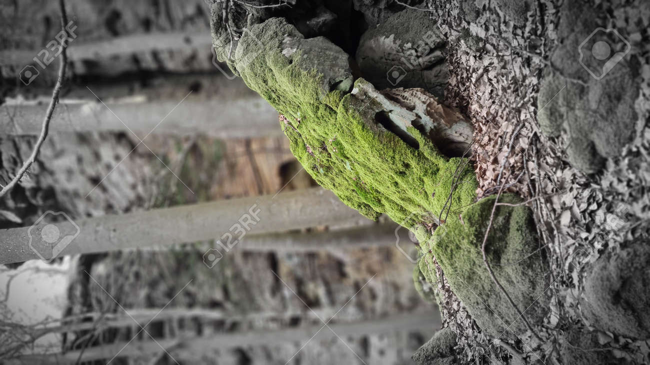 etiam-dictum-ipsum-a-felis