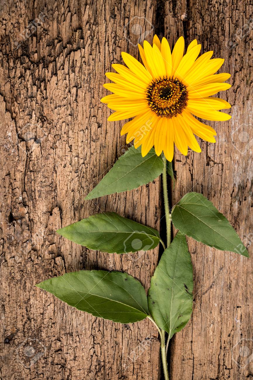 ヴィンテージの木製の背景のひまわり ヒマワリ の写真素材 画像素材 Image ヴィンテージの木製の背景のひまわり ヒマワリ の写真素材 画像素材 Image