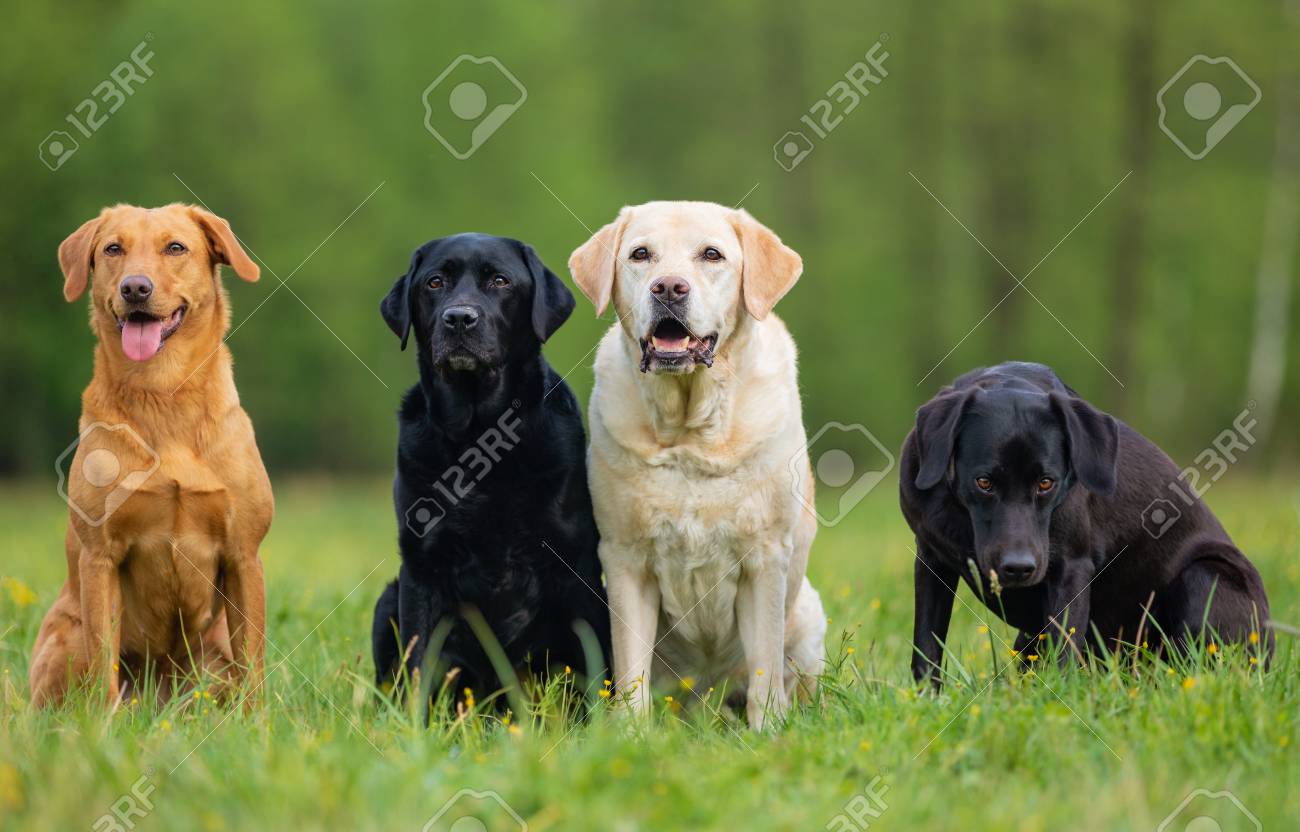 small retriever dogs