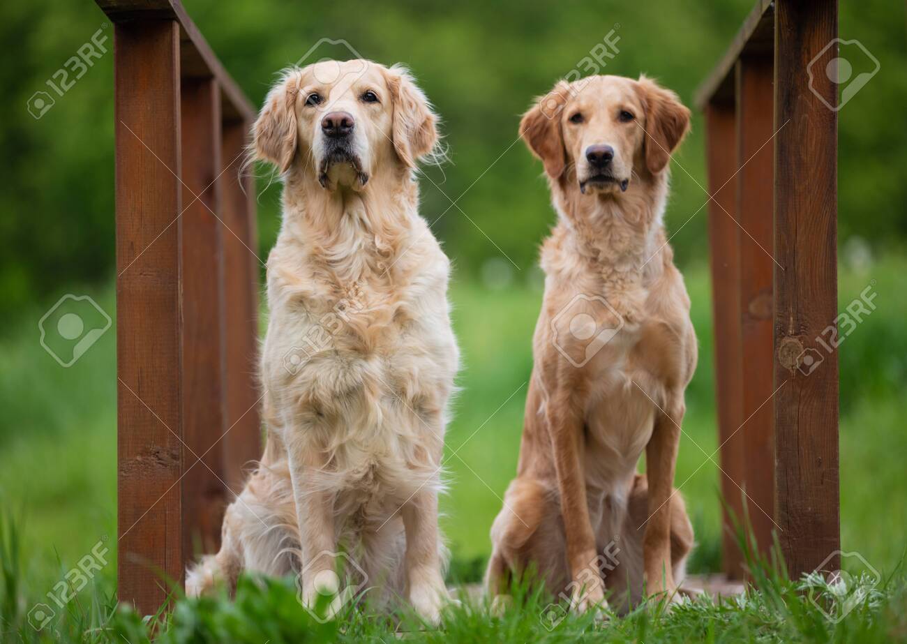 small retriever dogs