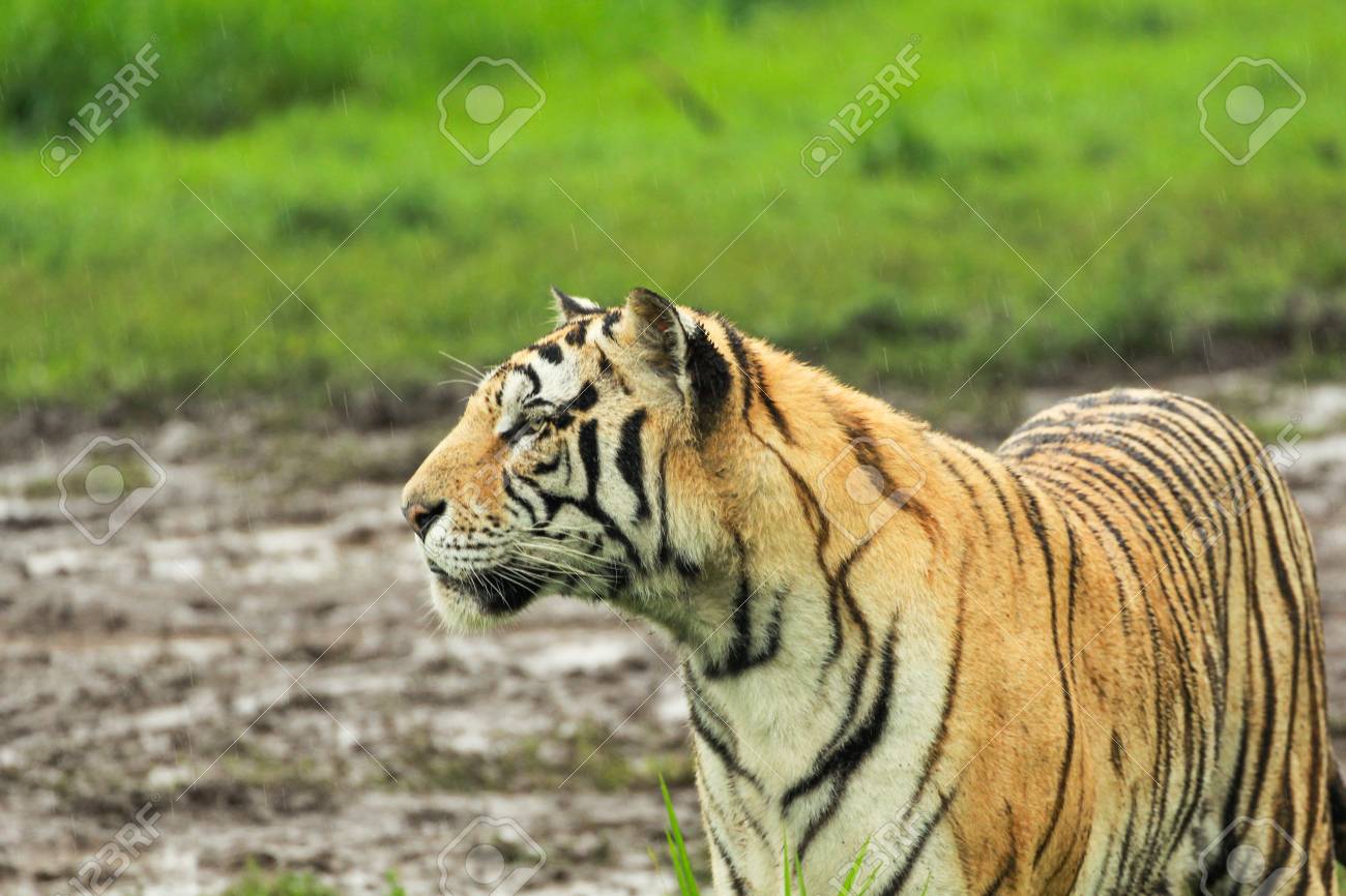Banque d\u0027images , Grand chat sauvage, animal en voie de disparition. Fin de la saison sèche, début de la mousson. Tigre marchant dans la végétation verte.