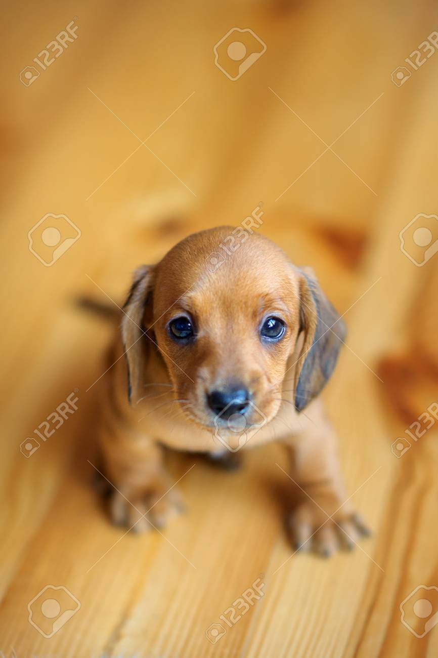 cute dachshund puppies