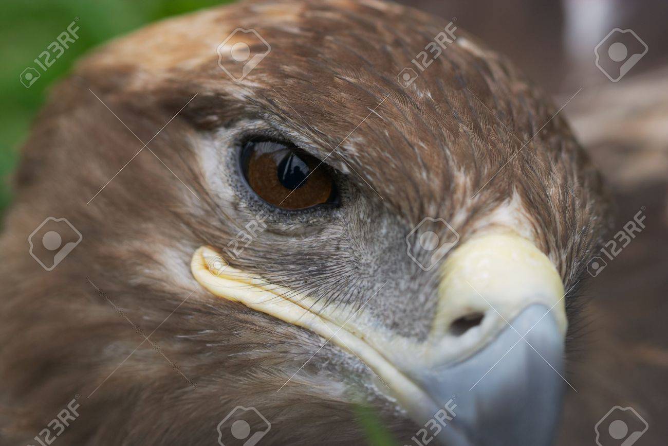 鷹の顔 の写真素材 画像素材 Image 鷹の顔 の写真素材 画像素材 Image