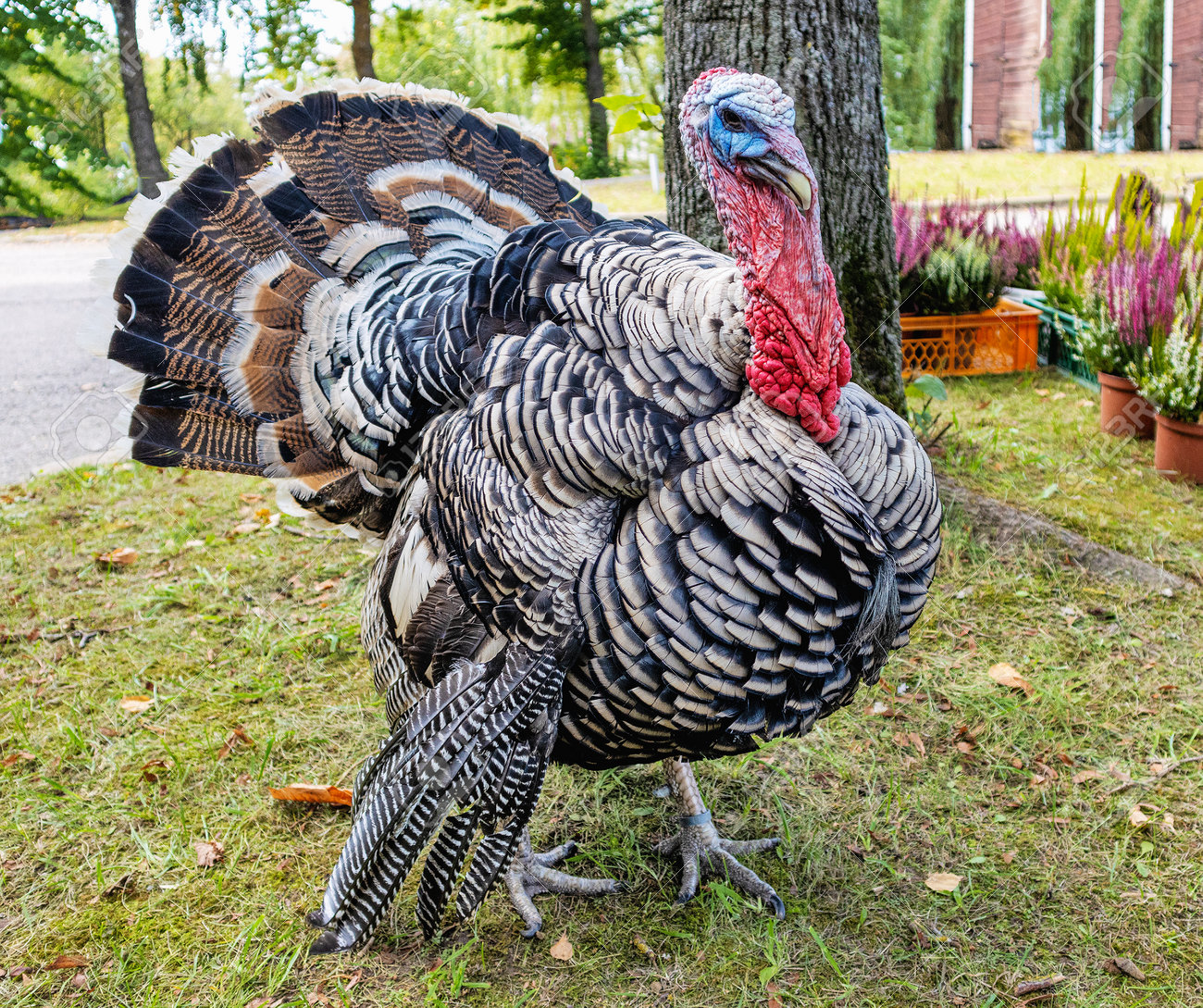 174381184-a-large-domestic-turkey-a-male-walks-around-the-yard-in-the-shade-of-a-tree-in-the-fall.jpg