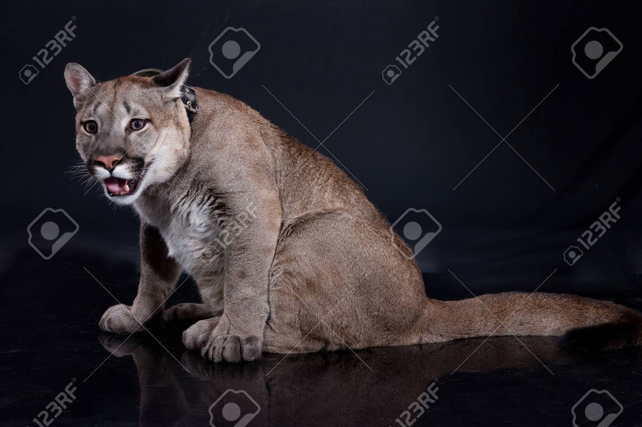 puma jeune puma jeune