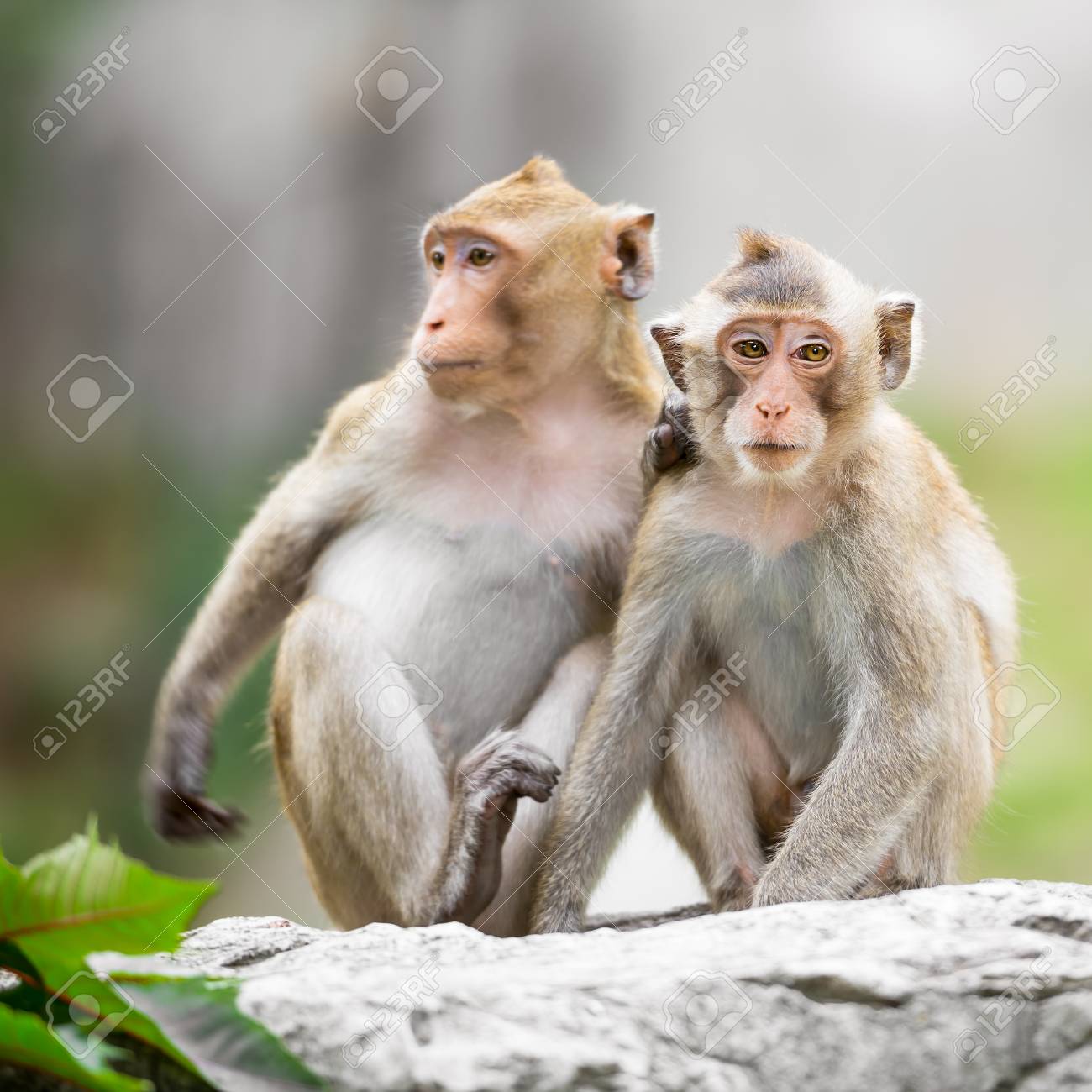 couple of cute monkey