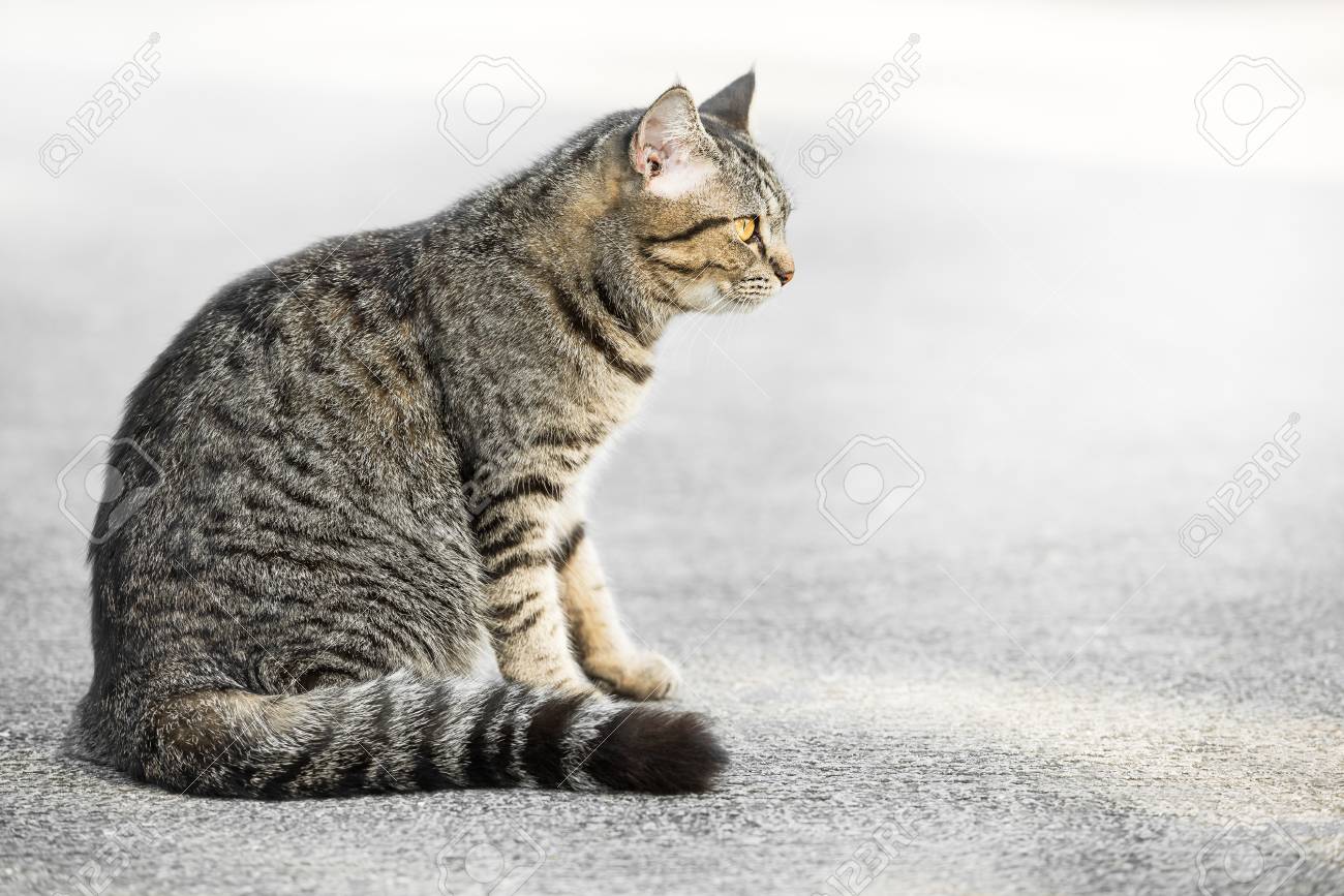 行為の 1 つの灰色の猫は寂しい の写真素材 画像素材 Image
