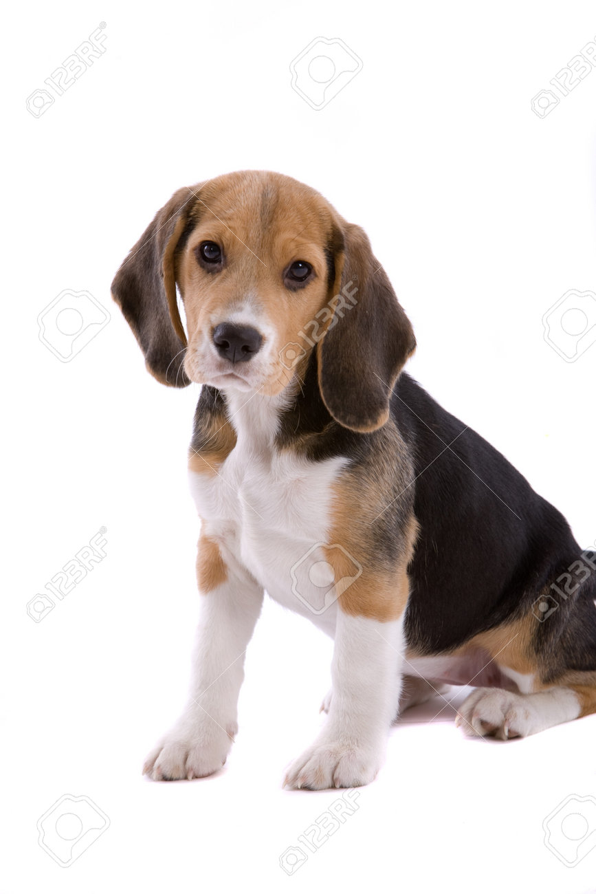 young beagle