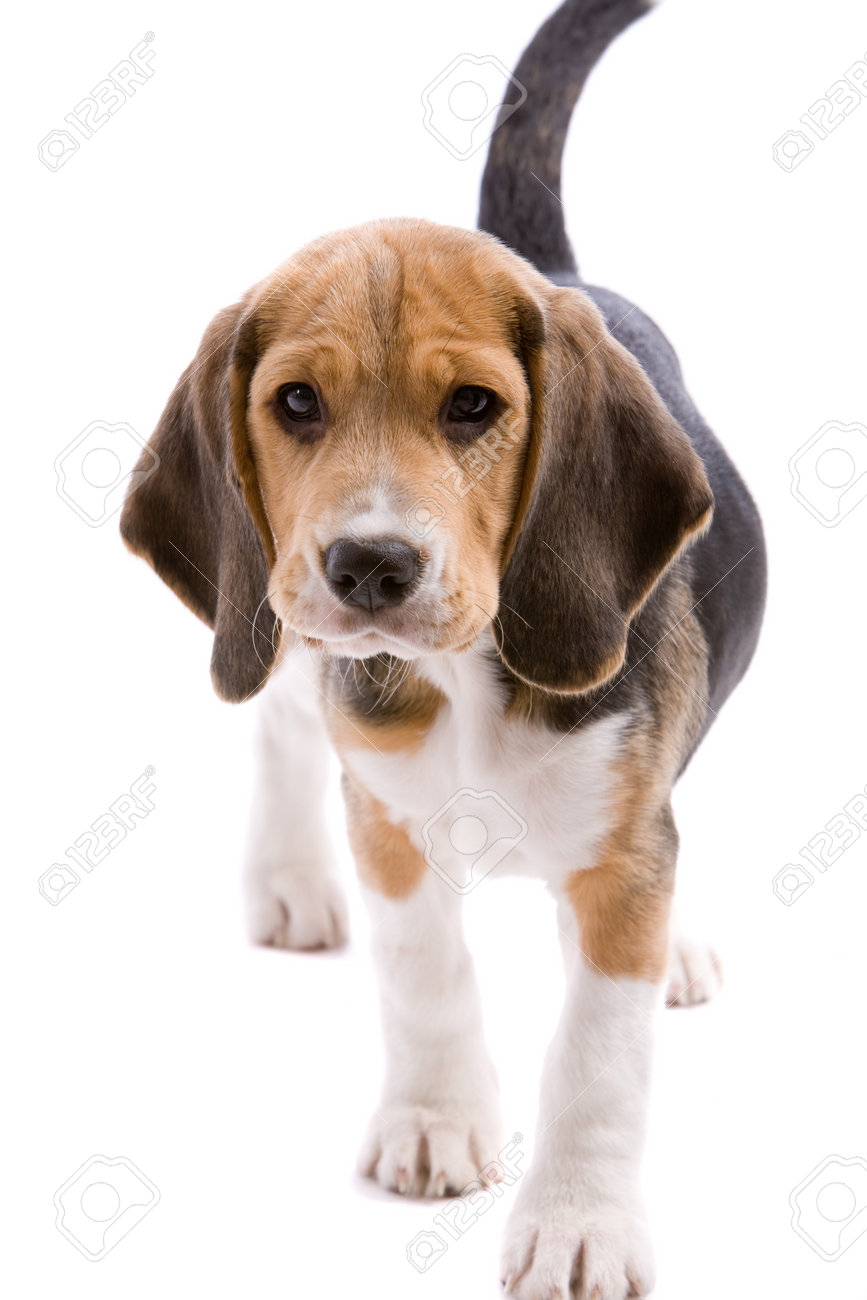 young beagle