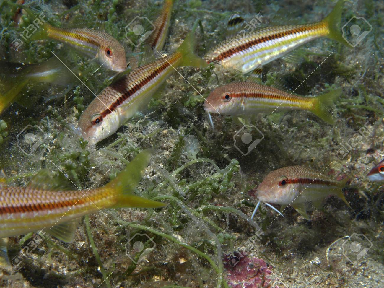 etiam-dictum-ipsum-a-felis