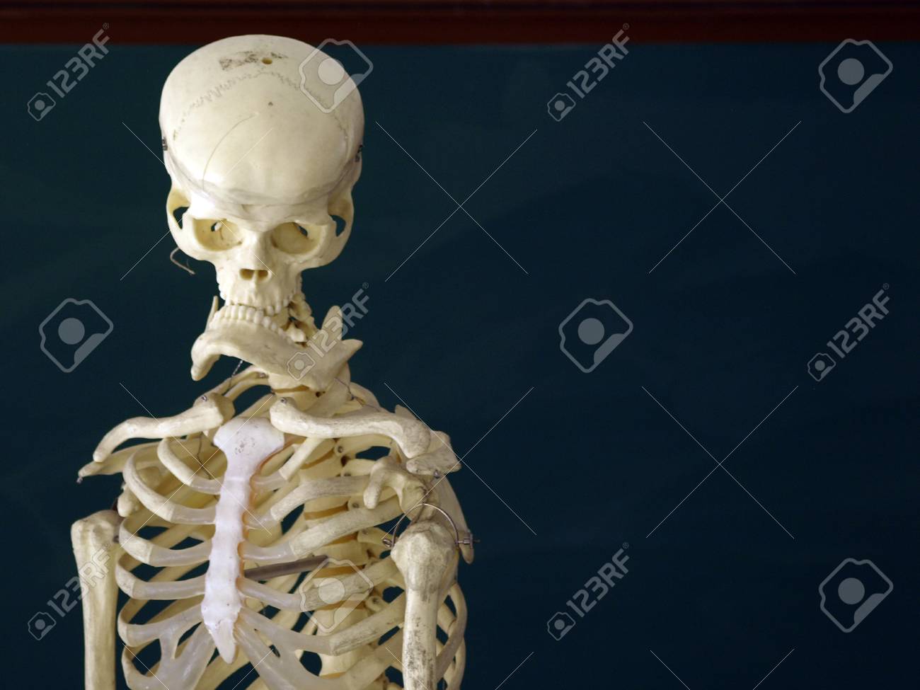 etiam-dictum-ipsum-a-felis