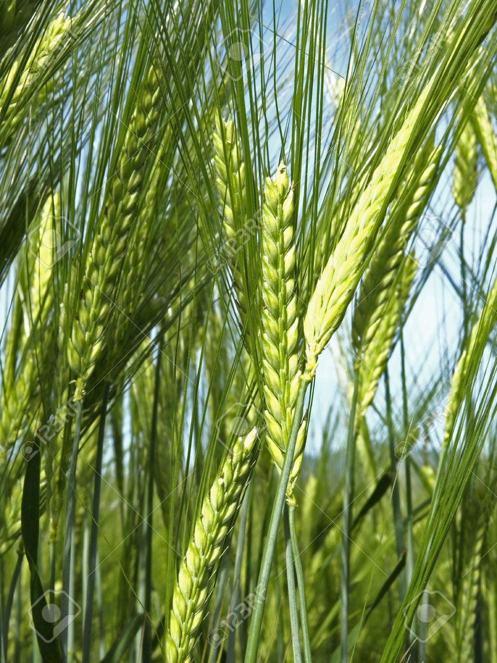 wheat plant stock photo picture and royalty free image image 13943149