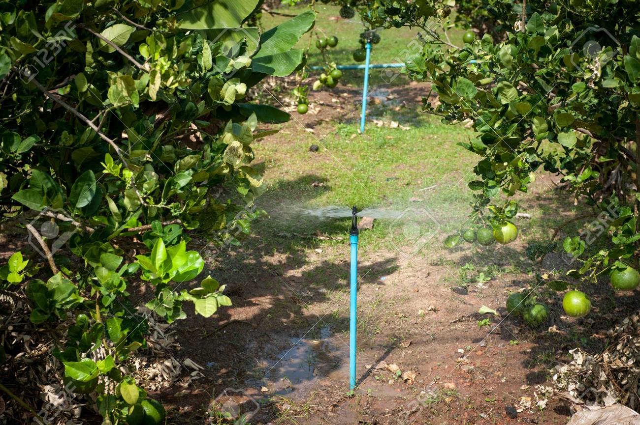 レモンの農場での水やり自動スプリンクラー灌漑システム の写真素材 画像素材 Image レモンの農場での水やり自動スプリンクラー灌漑システム の写真素材 画像素材 Image