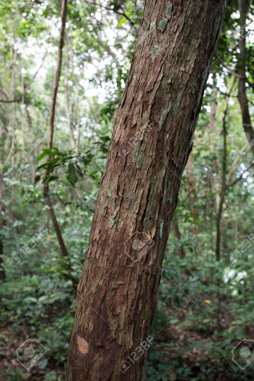 熱帯乾燥常緑林の木の幹のクローズ アップ の写真素材 画像素材 Image