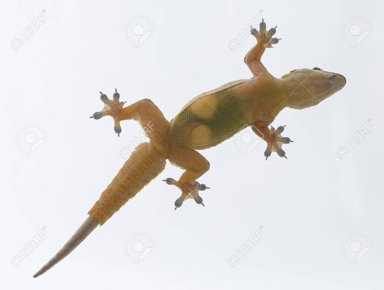 Haus Eidechse Hemidactylus Platyurus Auf Weissem Hintergrund