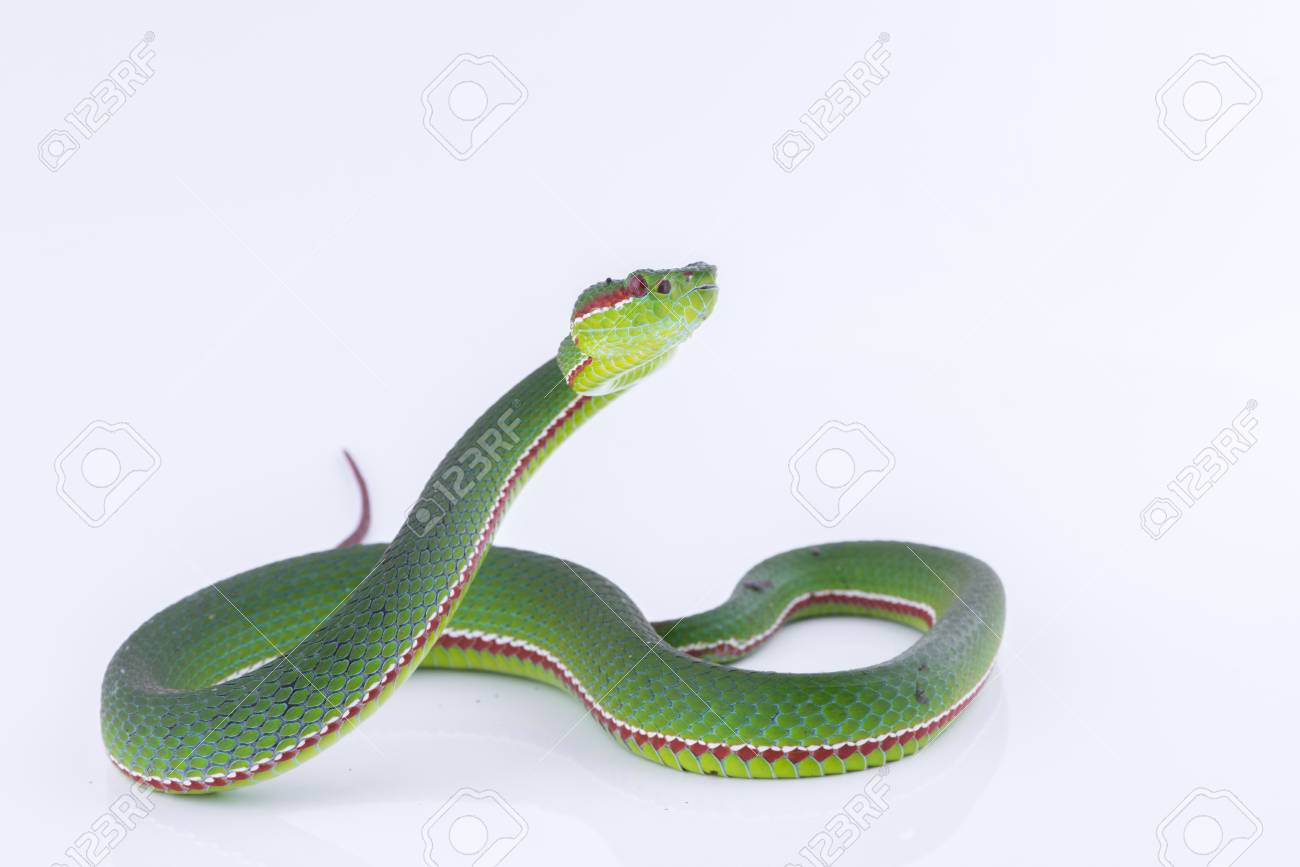 Green pit viper bites on white background ,Snake of Thailand - 93687368 Green pit viper bites on white background ,Snake of Thailand - 93687368