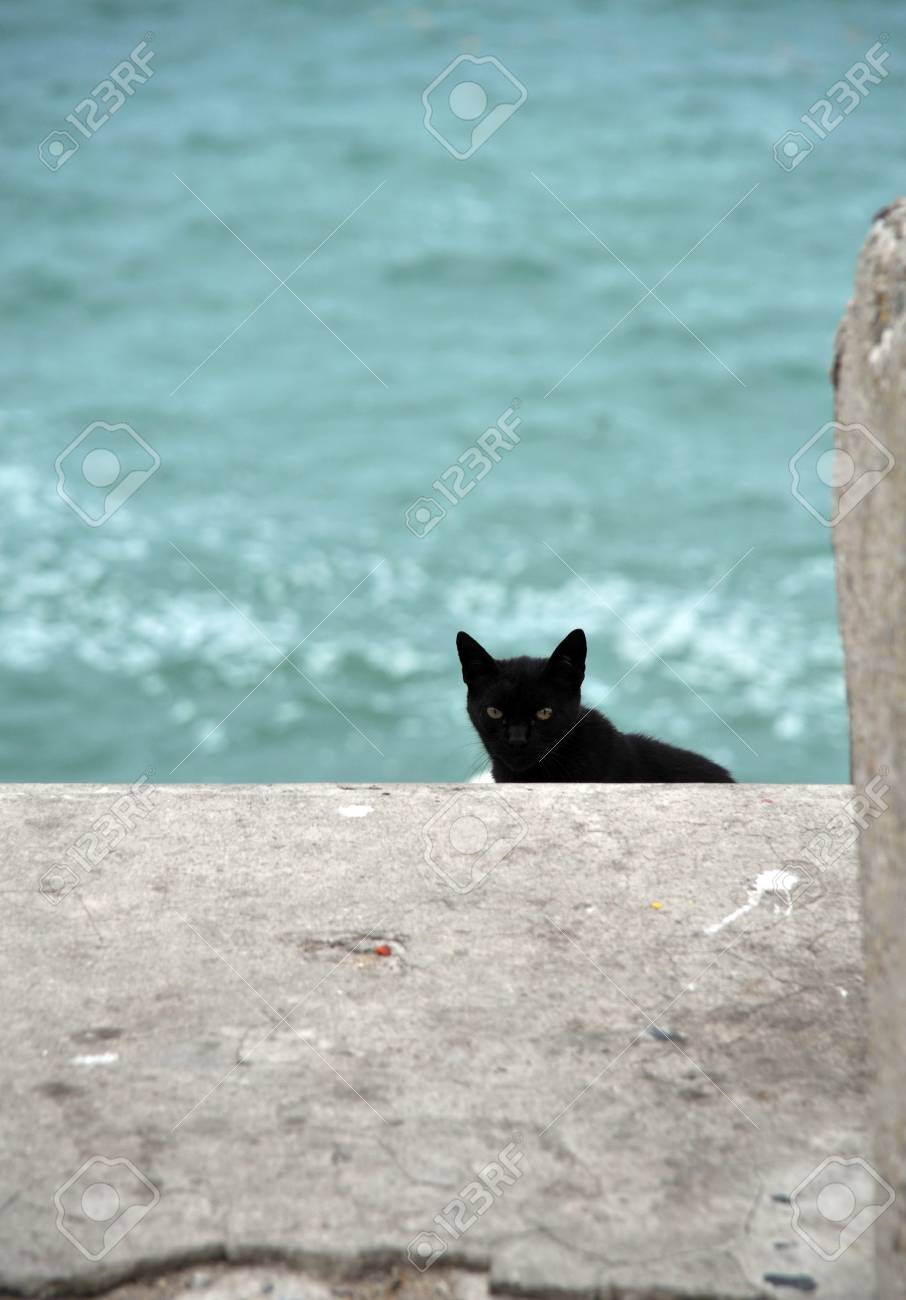 etiam-dictum-ipsum-a-felis