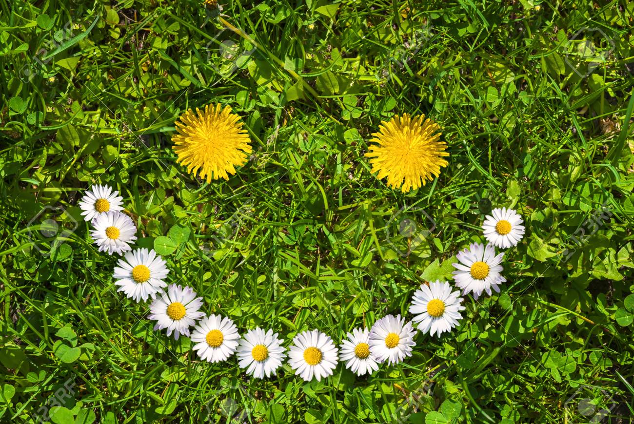 Smiley Face Of Yellow Dandelions And White Daisies On Green Grass.. Stock  Photo, Picture And Royalty Free Image. Image 89047622.