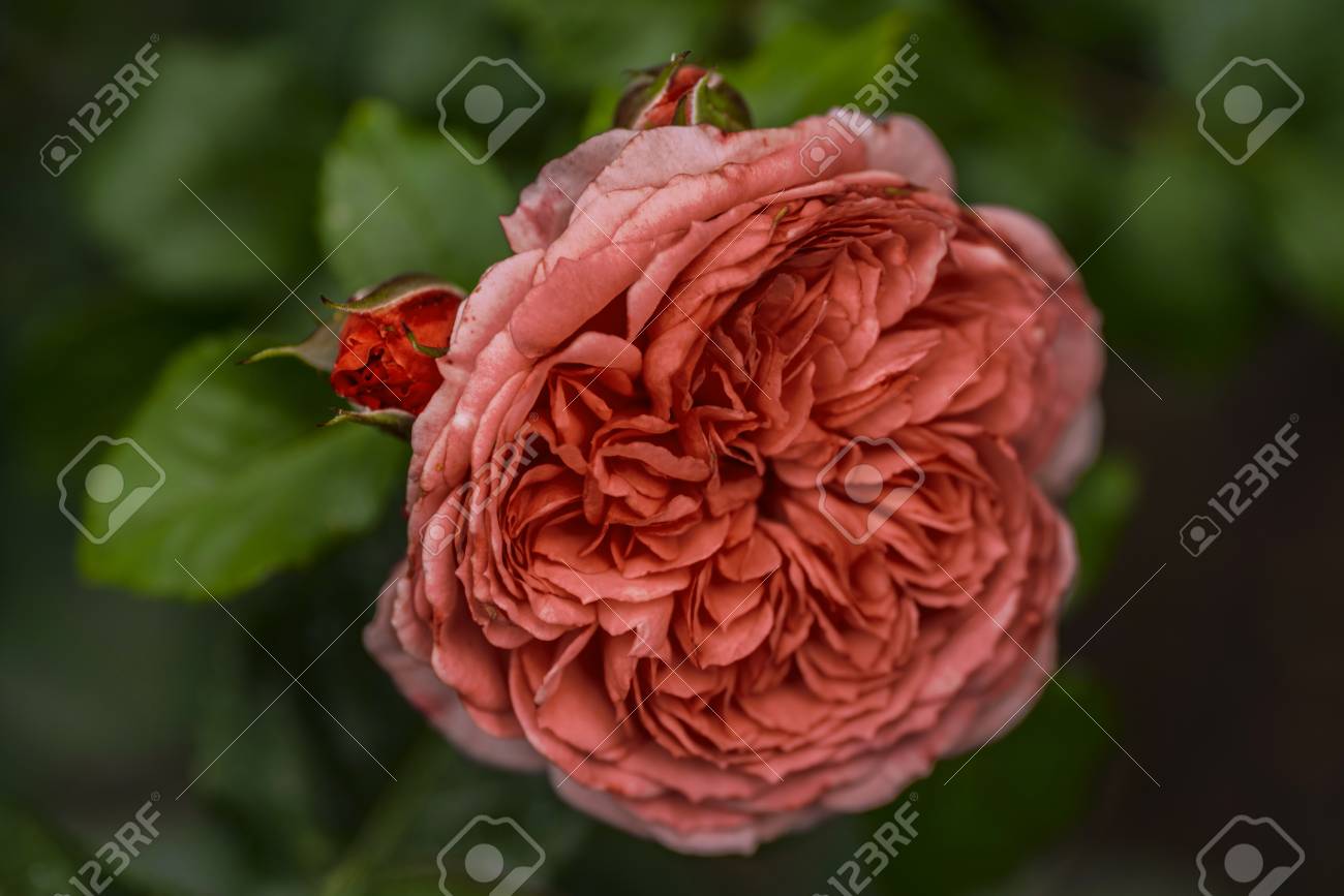 etiam-dictum-ipsum-a-felis