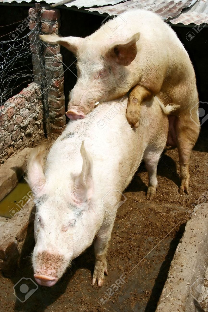 спаривание свиноматок. поросята пьют молоко у свиньи. Pig mating. Pig mating. Pig mating.