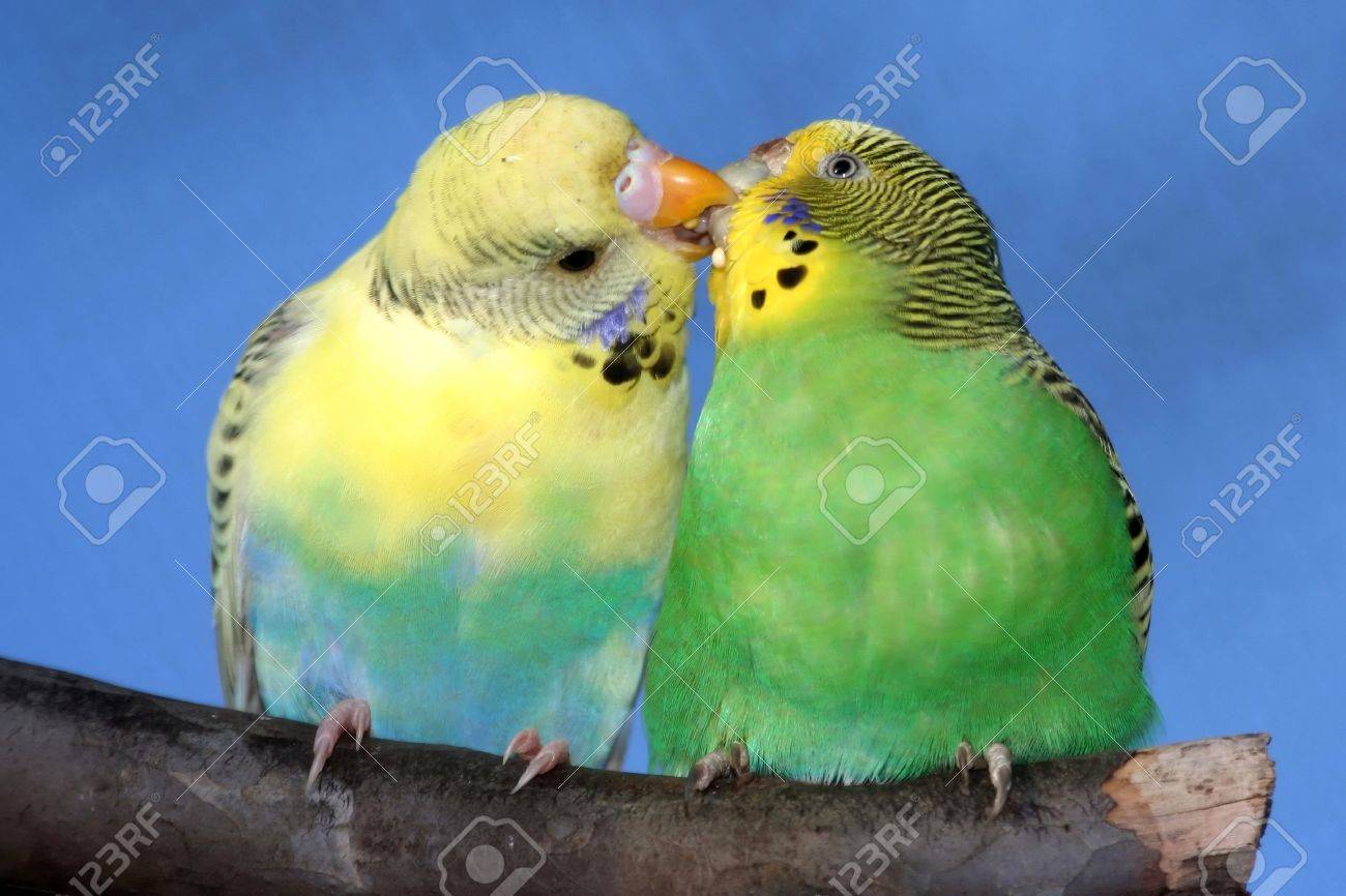 budgie bird breeding