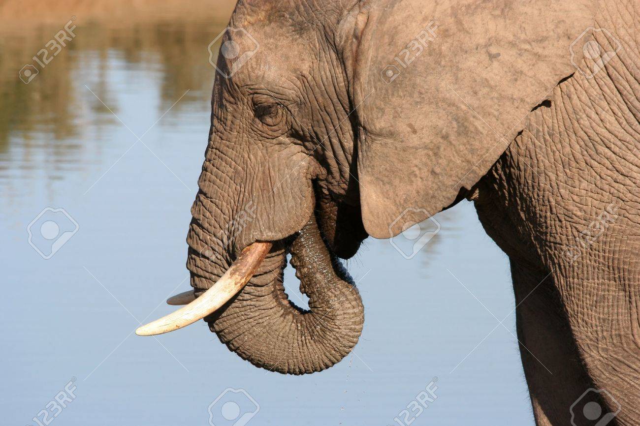 Grand Mâle De L'éléphant D'Afrique Eau Éjacule Dans Sa Bouche Avec Sa  Trompe Banque D'Images et Photos Libres De Droits. Image 3382579