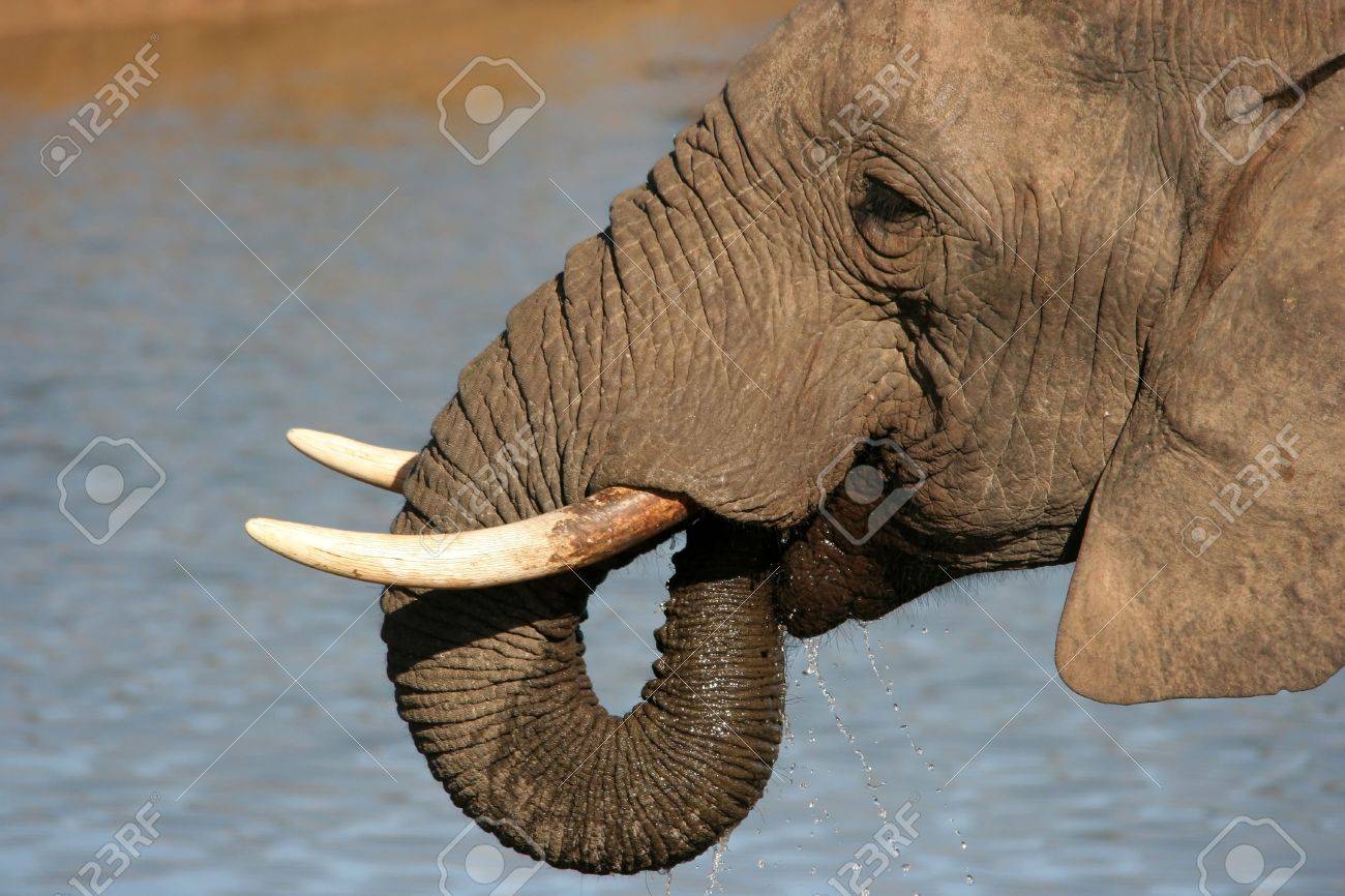 Grand Mâle De L'éléphant D'afrique Eau Éjacule Dans Sa Bouche Avec Sa  Trompe Banque D'Images et Photos Libres De Droits. Image 3397533