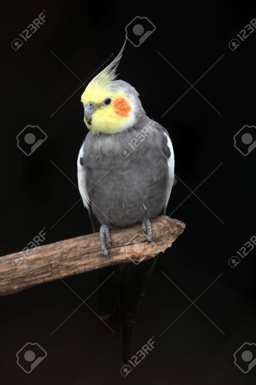 yellow face cockatiel