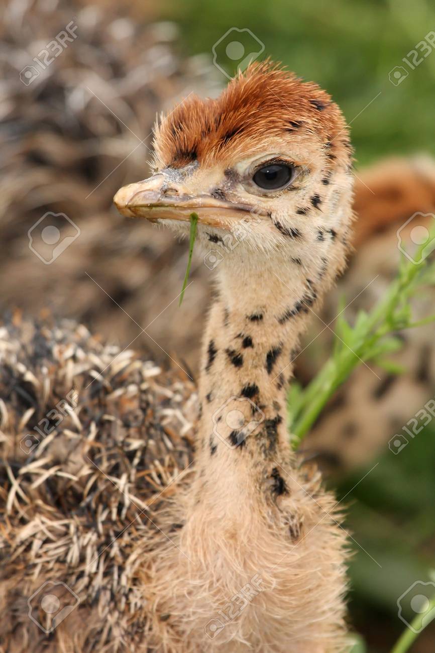 Bebe Autruche Poulet Avec Des Taches Distinctives Et Marques Sur Son Cou Banque D Images Et Photos Libres De Droits Image