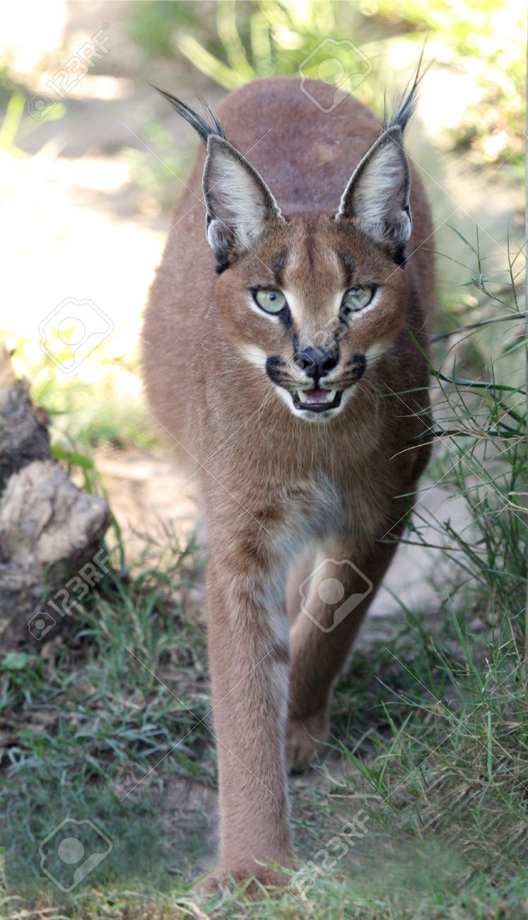 african lynx cat