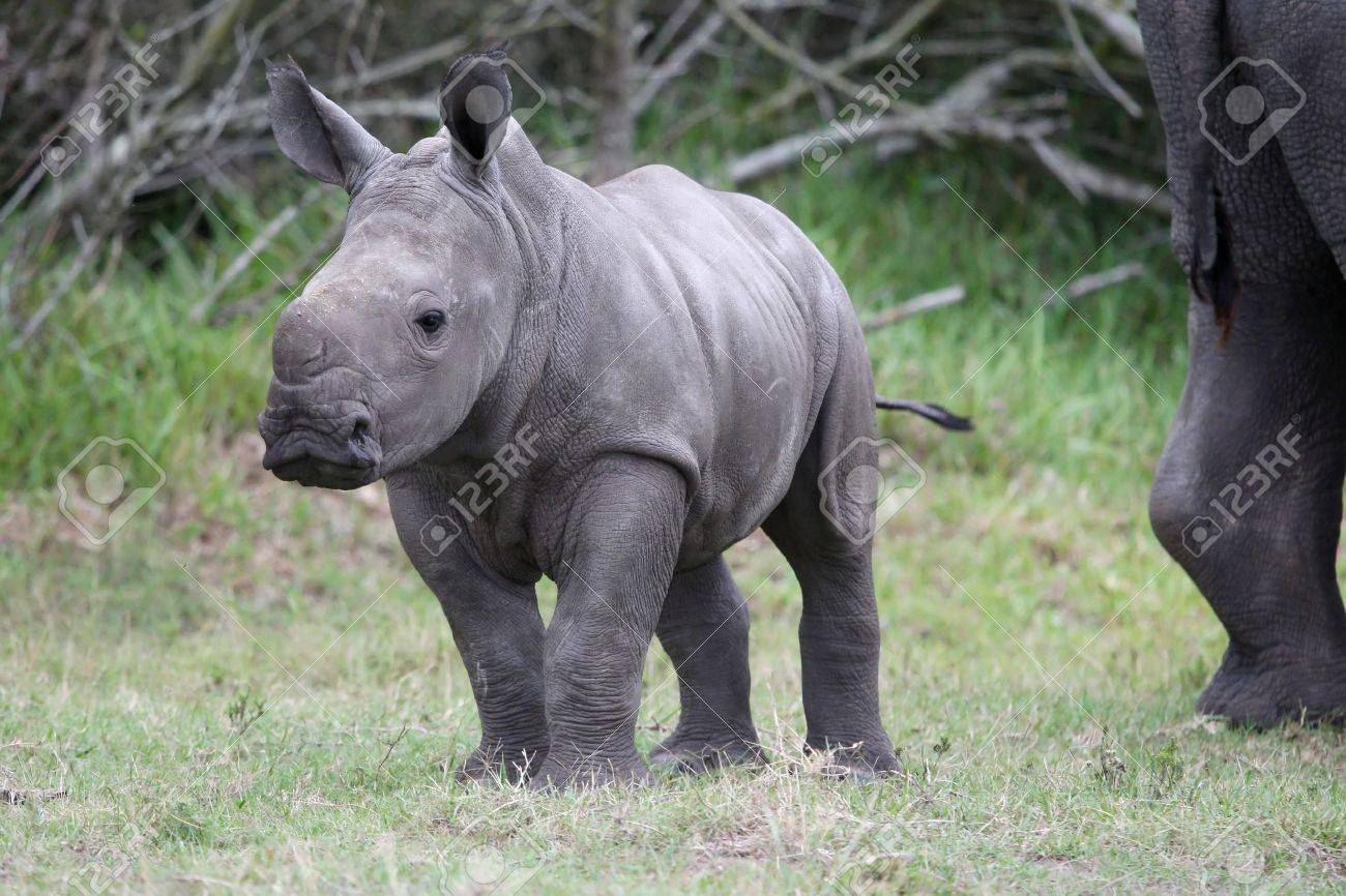 大きな足でかわいい赤ちゃんシロサイ の写真素材 画像素材 Image