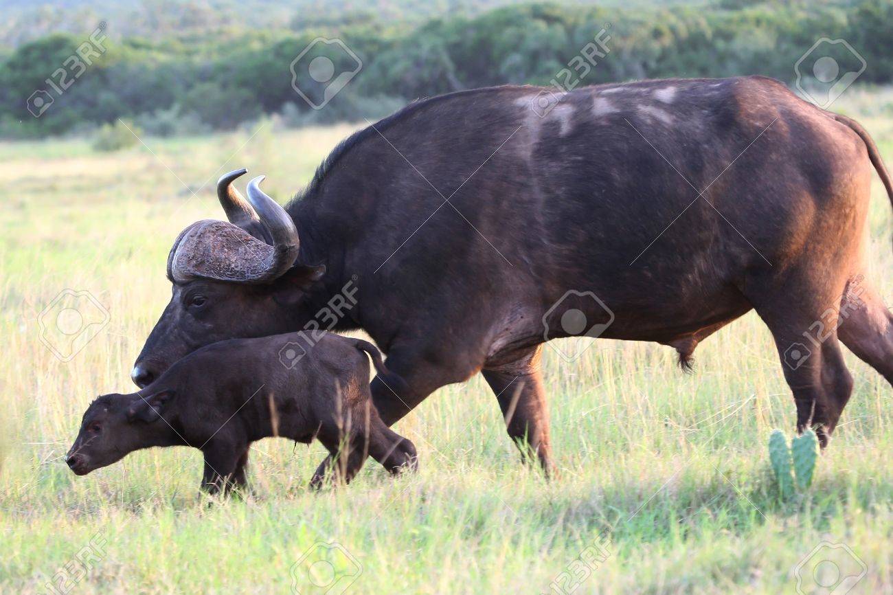 buffalo bebe