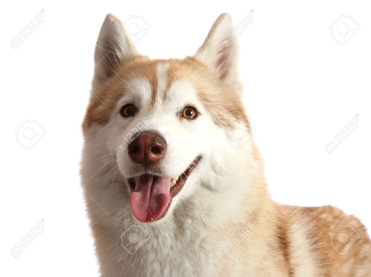 茶色と白の美しいハスキー犬の肖像画 の写真素材 画像素材 Image