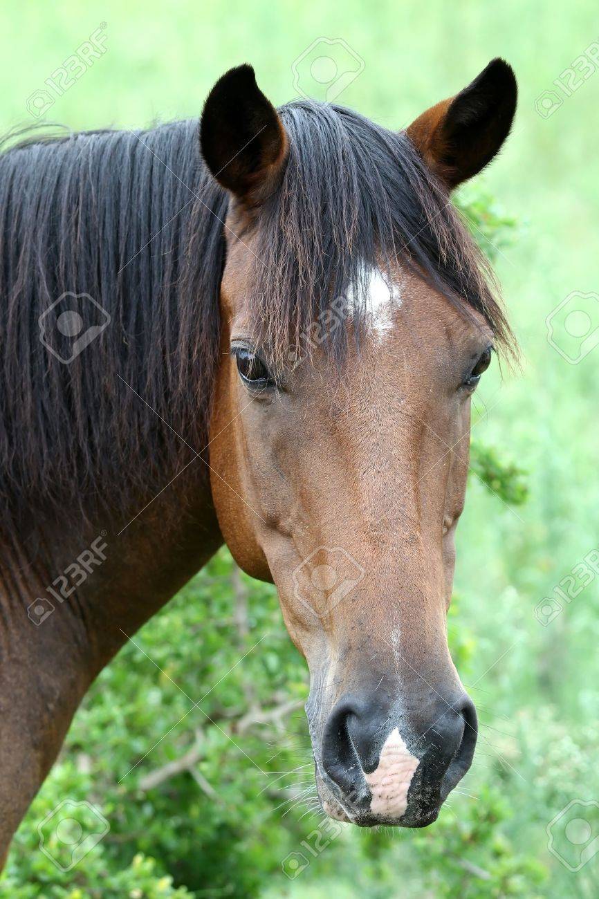 ピンクの鼻と美しい白い馬の肖像画 の写真素材 画像素材 Image