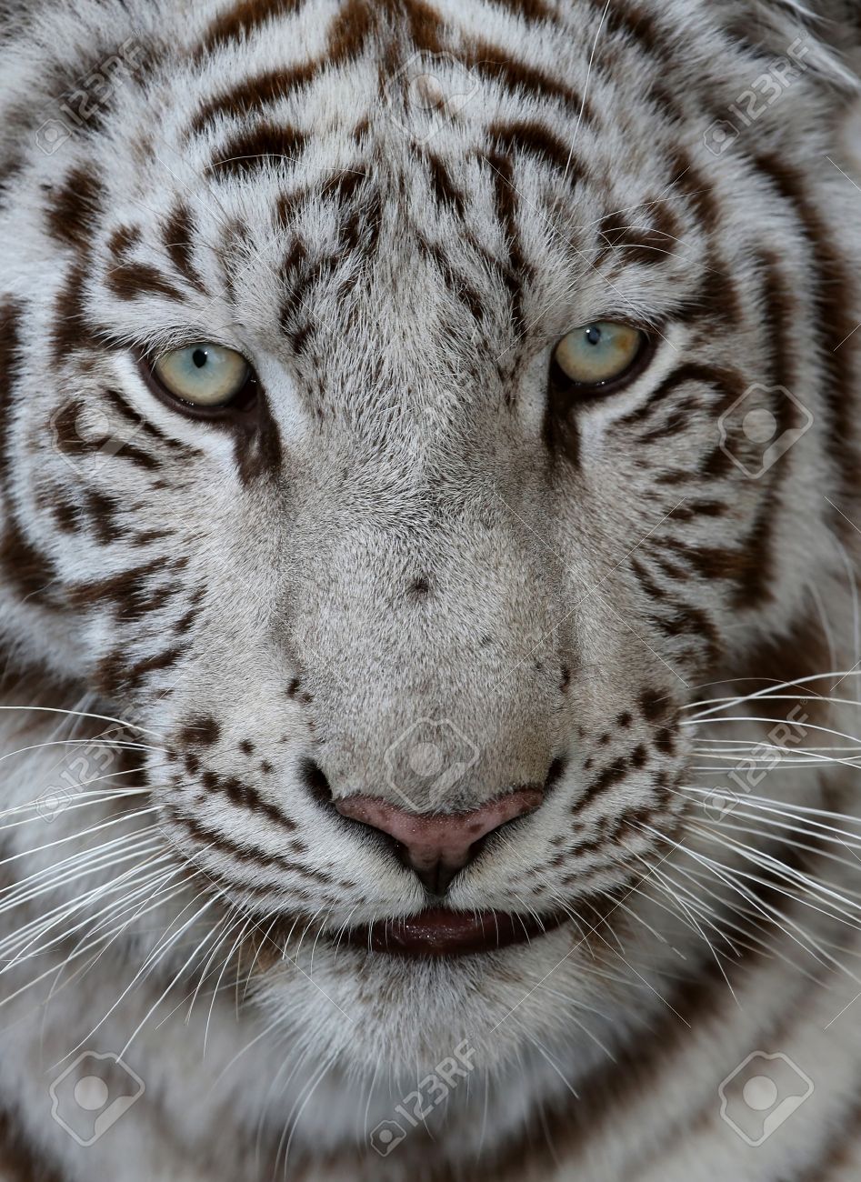 Nahaufnahme Von Einem Weissen Tiger Gesicht Mit Grun Blaue Augen Und Lange Barte Lizenzfreie Fotos Bilder Und Stock Fotografie Image 23418559